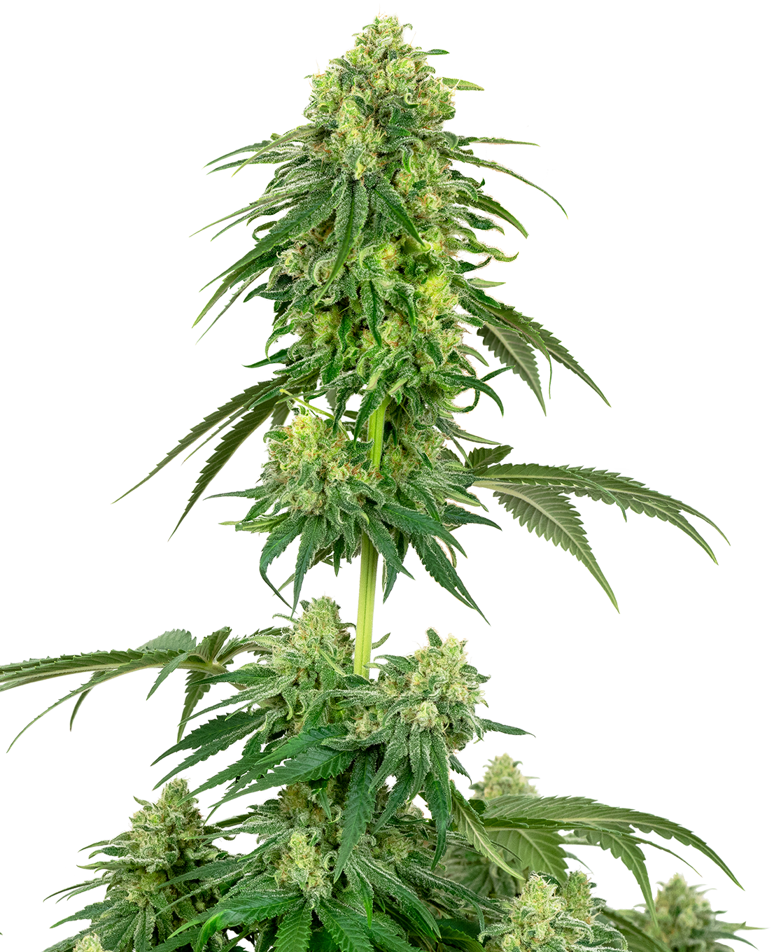 Strawberry Kush Feminized